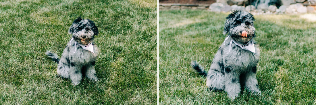 raleigh-wedding-photographer-back-yard-wedding-micro-wedding-ausiedoodle-puppy
